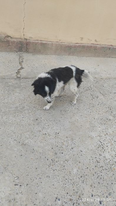 Tozi kuchuk erkak bepul beriladi