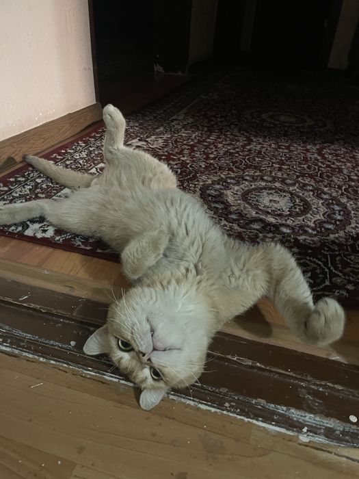 Британская короткошерстная