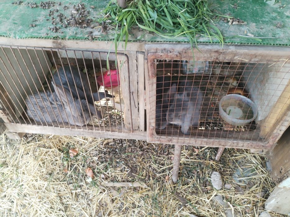 Крольчата 2 месяца фб