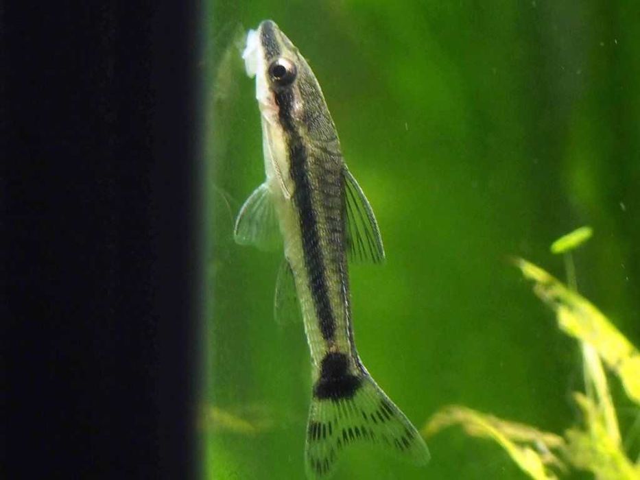 Отоцинклюс в Аква Зоо салоне " Посейдон"!!!