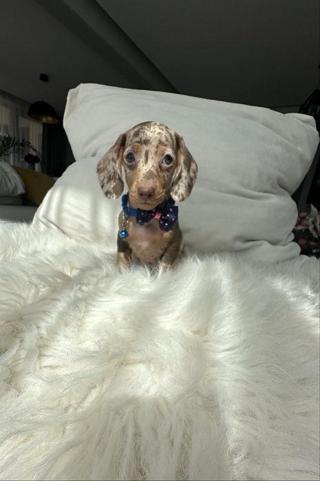 Teckel/dachshund miniatura