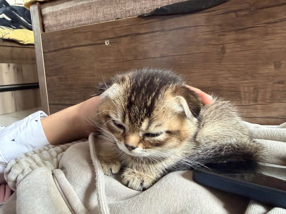 Котенок вислоухий