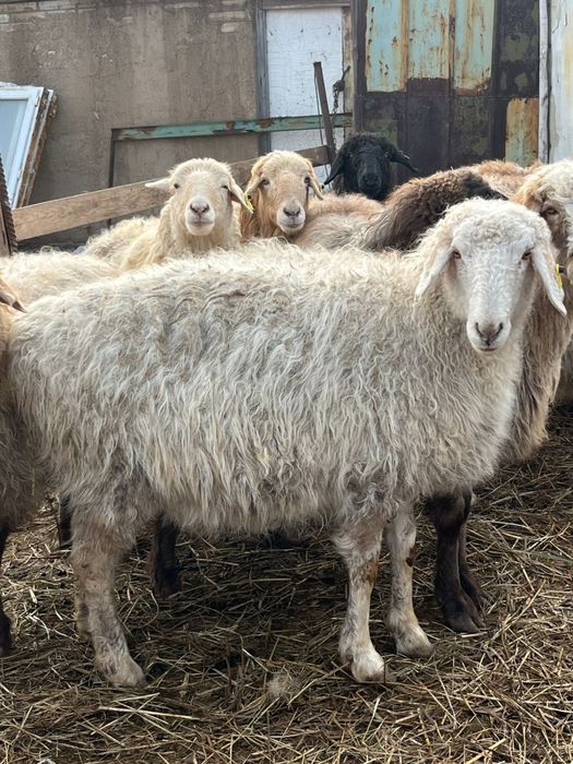 Продам овец цена 85 тысяч