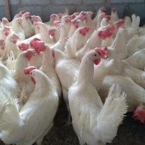 Куры несушки Легорныпродам