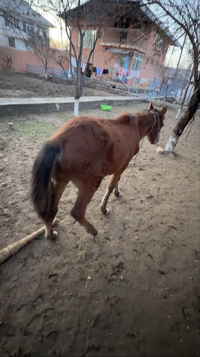 Эркак той сотилади