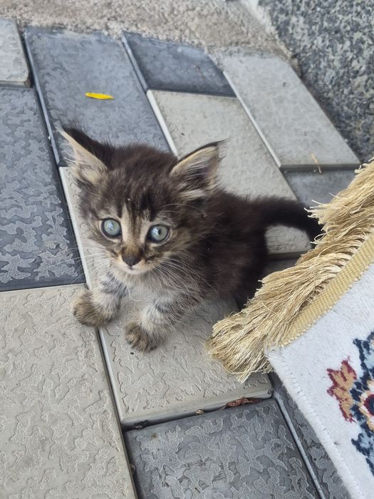 Отдам в добрые руки
