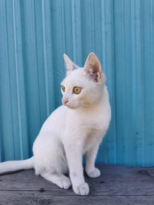 Отдам двоих котят