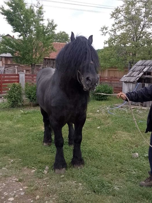 Vând mânz de 10 luni