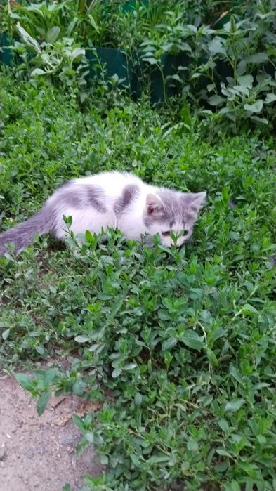 котята 1.5 месяцев