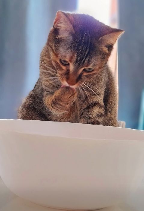 Adoptie responsabila Minnie