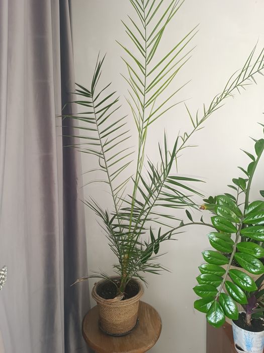 Продам комнатные цветы