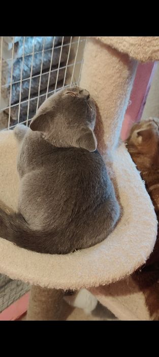 Котенок  3.5 мес британская девочка