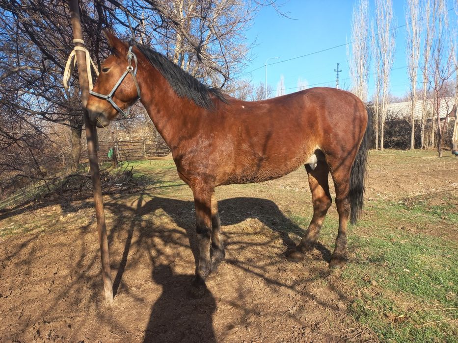 Ат сатылады коктемде 4 ке толат