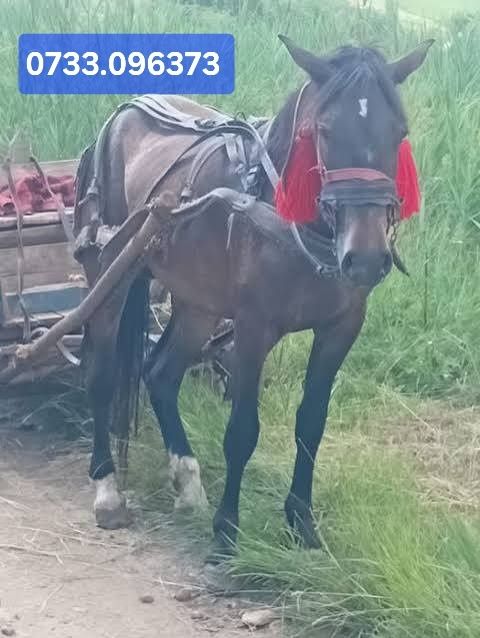 Vând armăsari virili și iepe vijelioase
