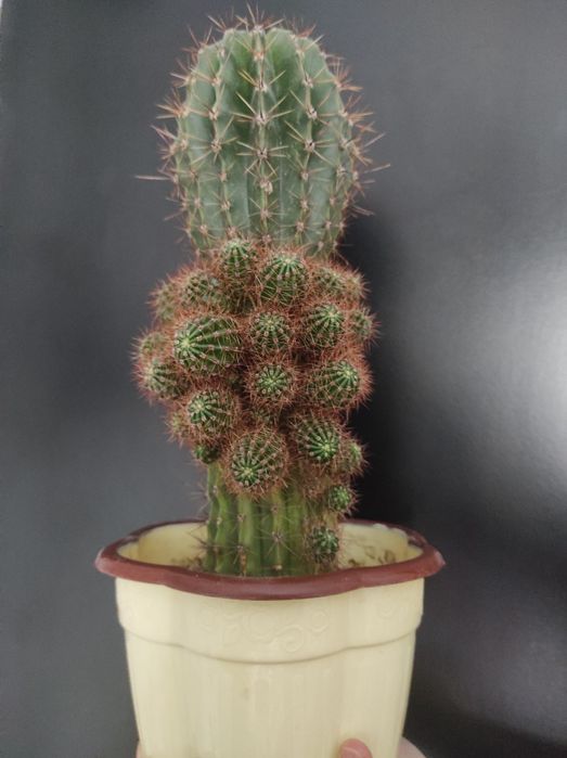 Кактус комнатный цветок