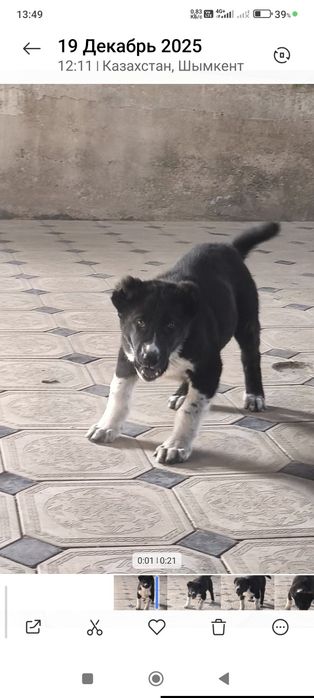 Тобет ит Арлан 4 месяц