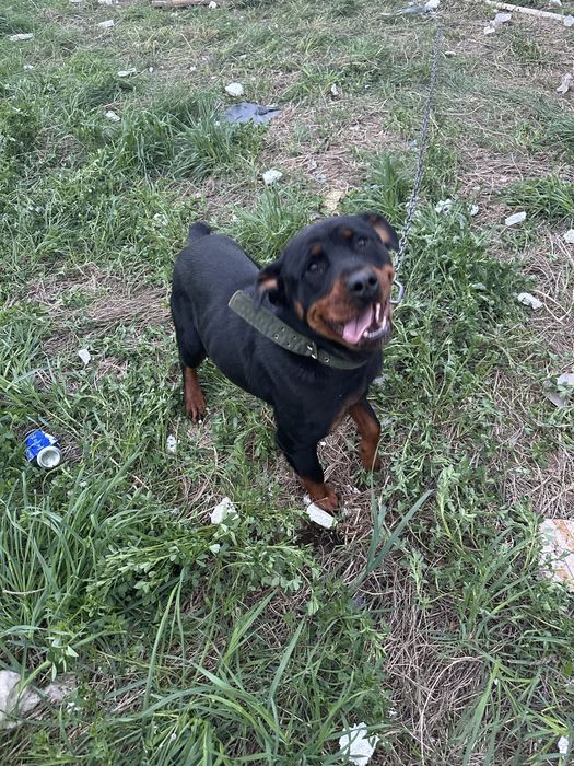 Ротвейлер девочка