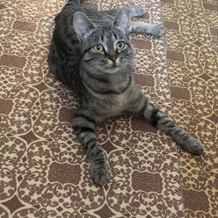 предоставляю услуги зооняни