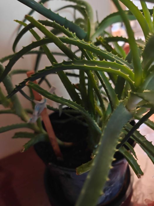 Столетник. Алое. Комнатное растение.