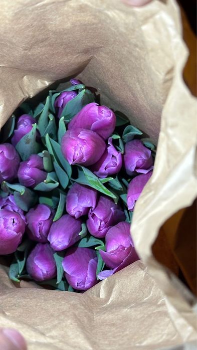 Тюльпан Оптом Астана