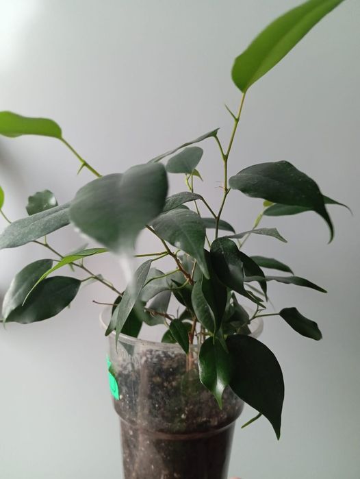 Продаю  фикус мелколистный