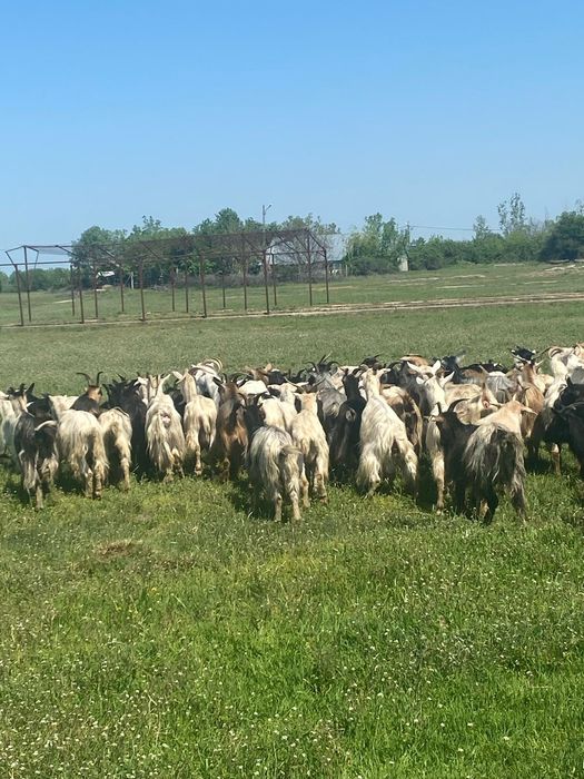Vând 81 de capre bune de lapte