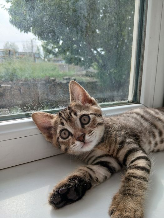 Кошка аааааапппа