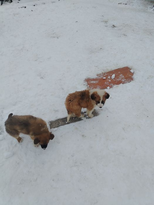 Бесплатный щенок