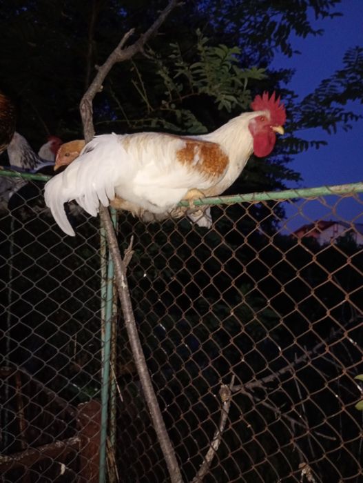 Cocos de ținut pt găini de oua.