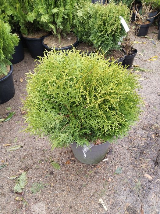 Саженцы большой выбор