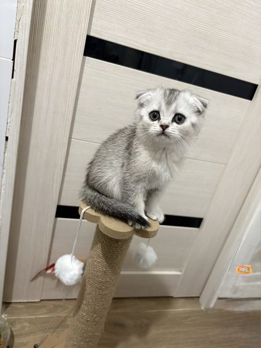 Котёнок Скоттиш Фолд вислоушка