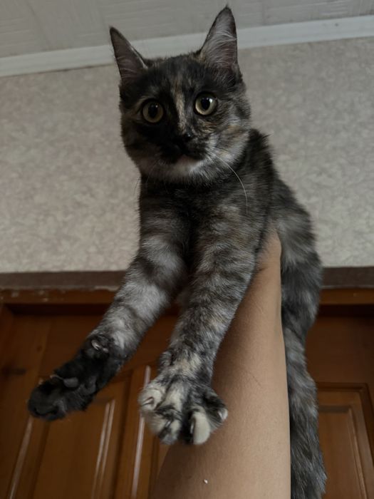 Отдам котенка подростка