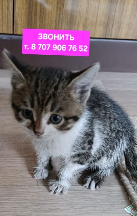 Котенок в поиске дома