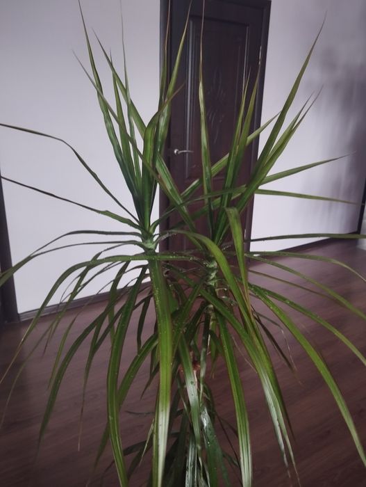 Драцена комнатная пальма