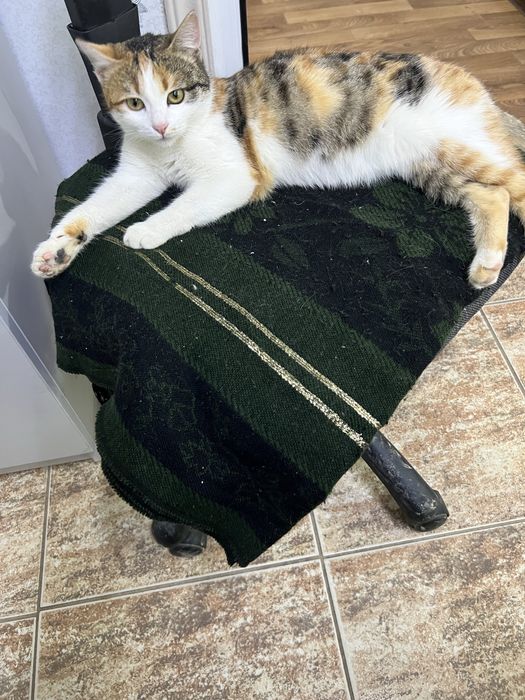 Отдам в добрые руки