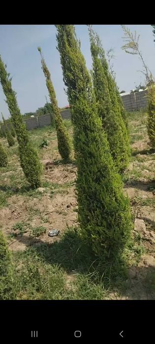Можжевельник стрижка килинган кучатлари сотилади