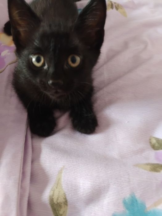 Отдадим котенка мальчика
