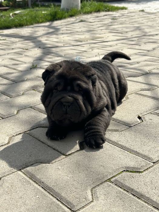 Femelă Shar Pei
