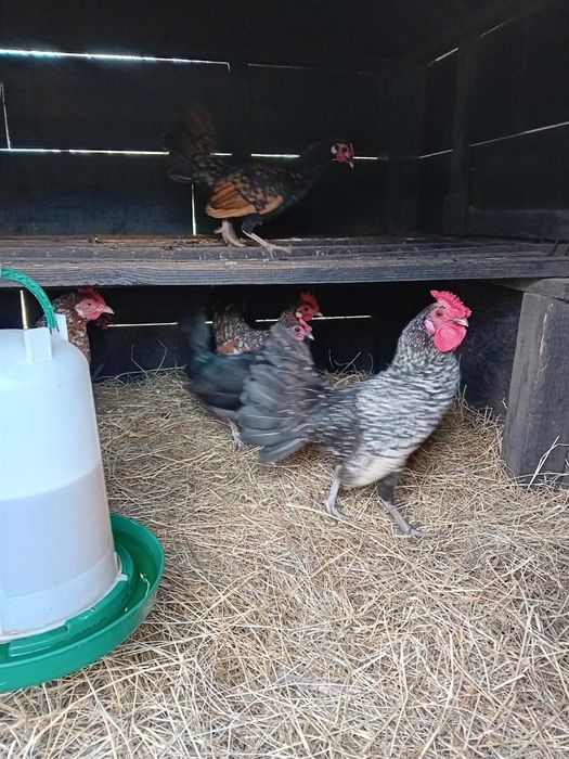 Gaini de vânzare în jud Galați