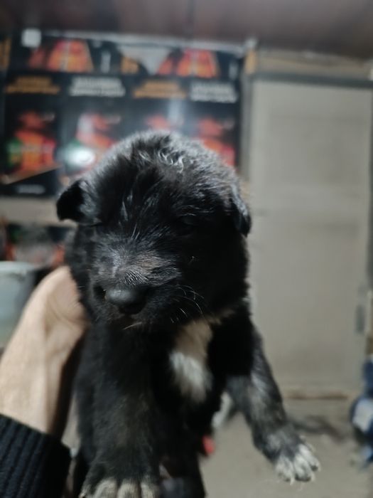 Отдам щенков овчарки даром