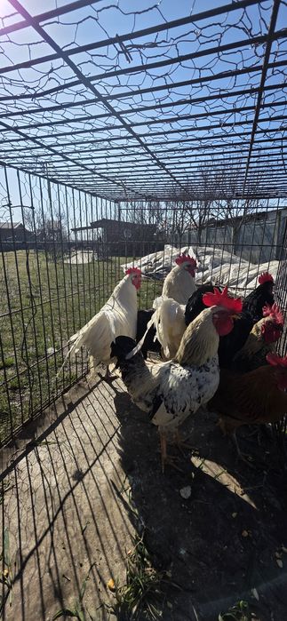 Cocosi australop alb negru liliputi fazani