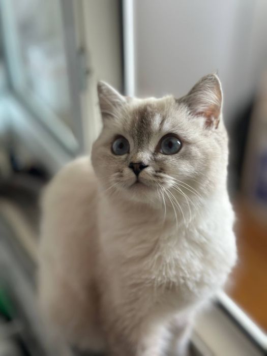 Mushuk sotiladi srochno!