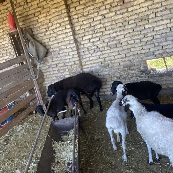 Xisori qochqor 2 yoshar