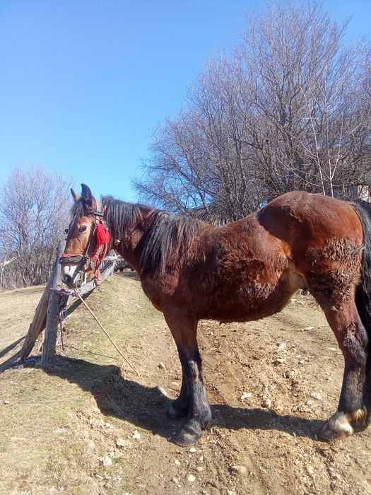 Vând mânz castrat de un an și șapte luni