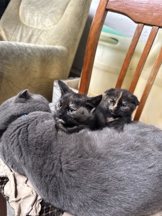 Котята отдам даром