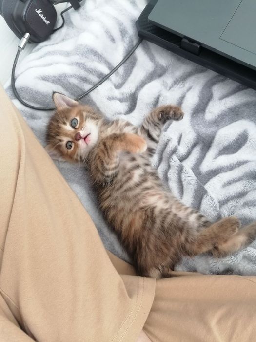 Отдам котёнка в добрые руки