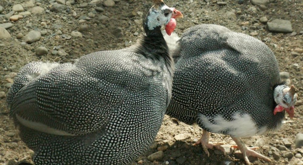 Семья цацарок продоётся
