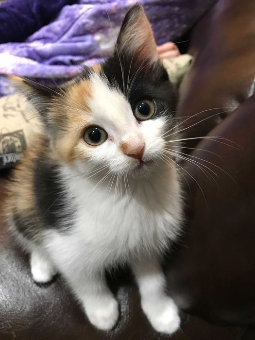 Котята от кошки крысоловки