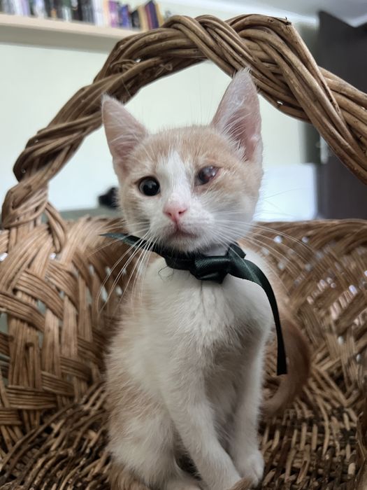 Подарявам котета