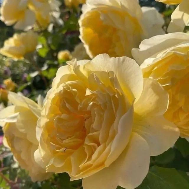 Pionavidni atirgullar